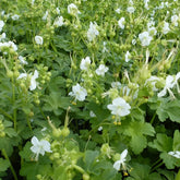 Ooievaarsbek Balkans White Ness - Willemse