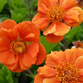 Nagelkruid Cocktail Sea Breeze - Willemse