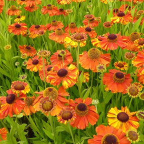 Zonnekruid Sahins Early Flowerer - Willemse