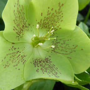 Helleborus orientalis Green Spotted - Kerstroos green spotted - Helleborus - Kerstroos
