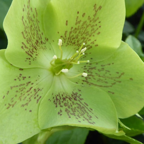Helleborus orientalis Green Spotted - Kerstroos green spotted - Helleborus - Kerstroos