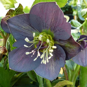 Nieskruid 'Slaty Blue' - Willemse