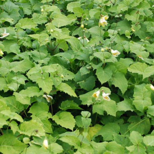 Koreaanse Japanse wasbloem - Willemse