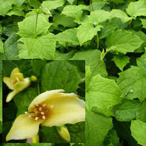 Japanse wasbloem - Willemse