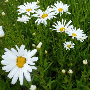 Margriet Polaris - Willemse