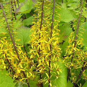 Ligularia stenocephala the rocket - Kruiskruid Shavalski The Rocket - Vaste planten