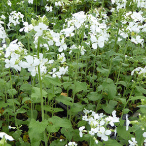 Lunaria annua albiflora - Judaspenning - Vaste planten