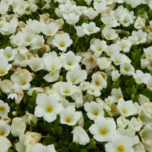Witte beker - Willemse