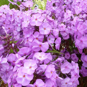 Vlambloem Rosalinde - Willemse