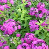 Vlambloem The King - Willemse