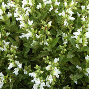 Siersalie officinale - Willemse