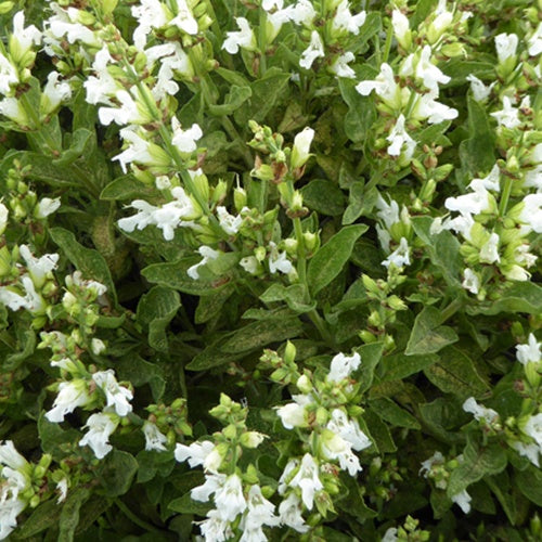 Siersalie officinale - Willemse