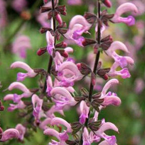 Salvia pratensis Rose Rhapsody (ballet series) - Siersalie Rose Rhapsody - Salie