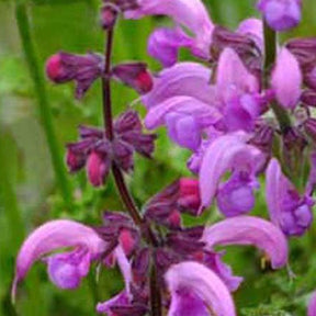Veldsalie 'Sweet Esmeralda' - Salvia pratensis sweet esmeralda ( ballet series ) - Willemse