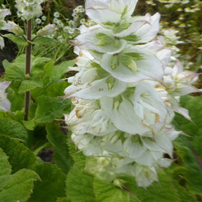 Salvia sclarea vatican white - Scharlei 'Vatican White' - Salie
