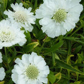 Duifkruid Alba - Willemse