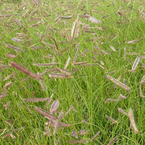 Bouteloua gracilis - Muskietgras - Vaste planten