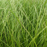 Zegge Phoenix Green - Willemse