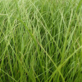 Zegge Phoenix Green - Willemse