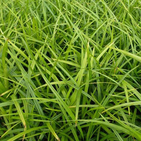 Zegge Morrowii - Carex morrowii - Willemse