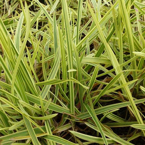 Liesgras - Willemse