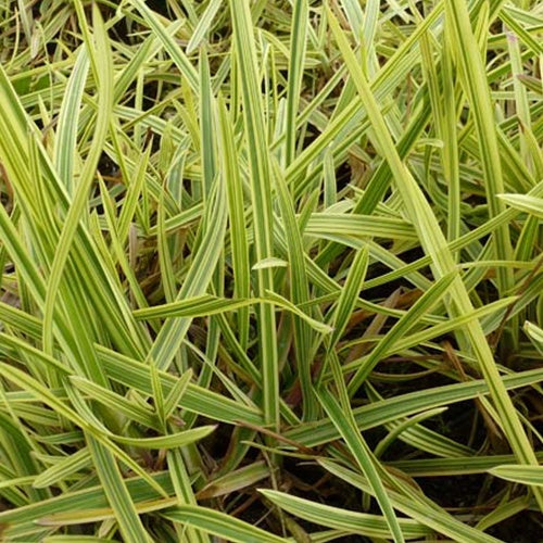 Liesgras - Willemse