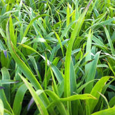 Grote Veldbies - Willemse