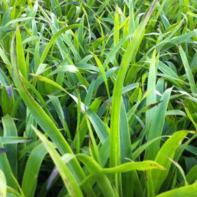 Grote Veldbies - Willemse