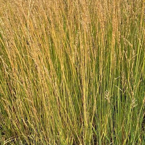 Pijpestrootje Moorflamme - Molinia caerulea moorflamme - Willemse