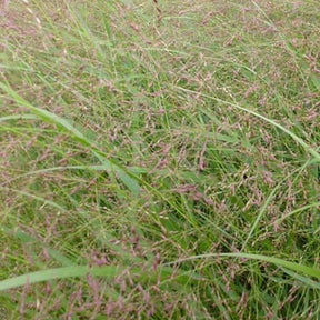 Vingergras Warrior - Willemse