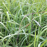 Goudbaardgras Indian Steel - Willemse