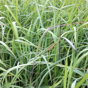 Goudbaardgras Indian Steel - Willemse