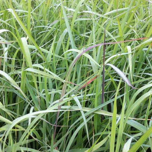 Goudbaardgras Indian Steel - Willemse