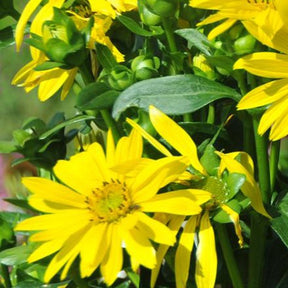 Zonnekroon Maya - Willemse