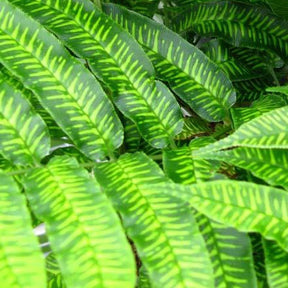 Chinese bamboevaren - Willemse