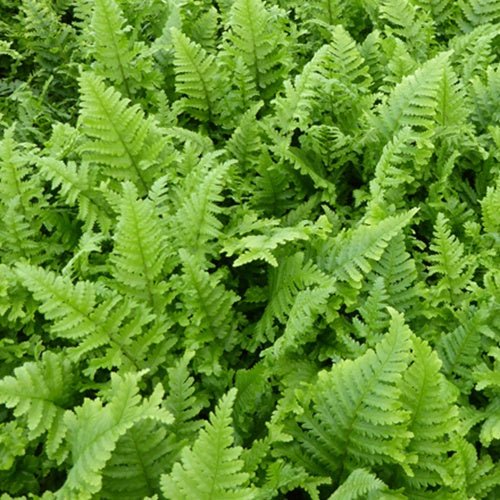 Mannetjesvaren 'Cristata' - Dryopteris filix-mas cristata - Willemse