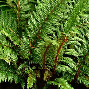 Dryopteridaceae Siny Holly Fern - Willemse