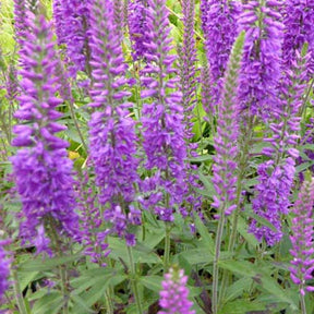 Ereprijs Eveline - Willemse