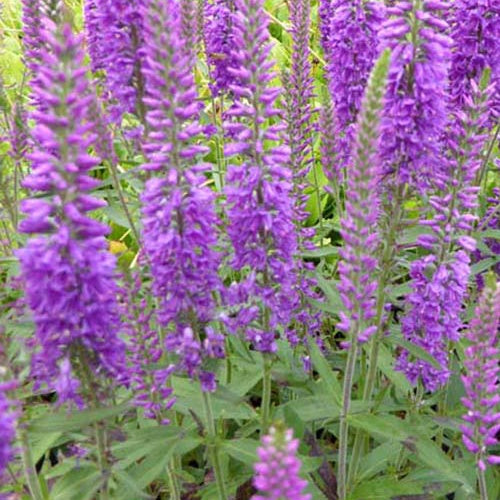 Ereprijs Eveline - Willemse