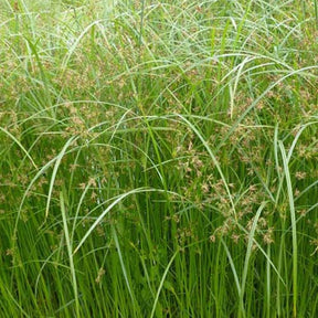 Cypergras - Cyperus longus - Tuinplanten