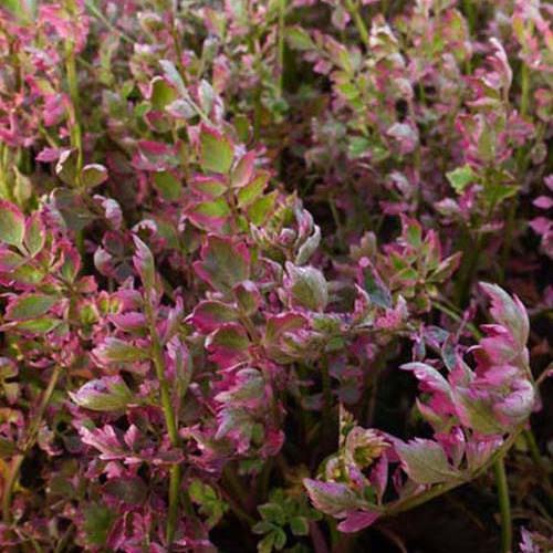 Oenanthe fistel Flamingo - Willemse