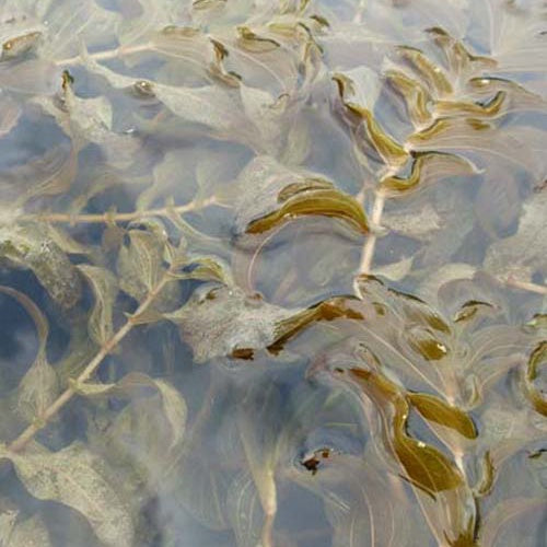 Doorgroeiend fonteinkruid - Willemse