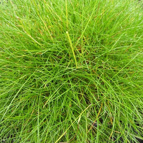 Festuca gautieri (scoparia) - Blauw schapegras Gautier - Schapenvenkel