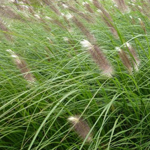 Lampenpoetsersgras 'Japonicum' - Pennisetum alopecuroides japonicum - Tuinplanten