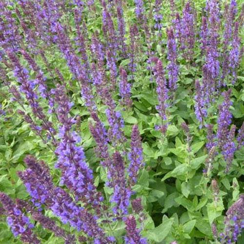 Salie 'Blaukönigin' - Salvia nemorosa Blaukönigin - Willemse