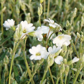 Verkoop Hoornbloem - Cerastium biebersteinii