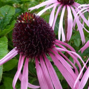 Vaste planten - Zonnehoed pâle Zonnehoed - Echinacea pallida