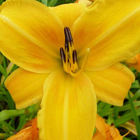 Daglelie Chicago Sunrise - Willemse