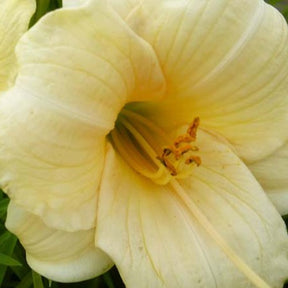 Daglelie Precious D'Oro - Willemse