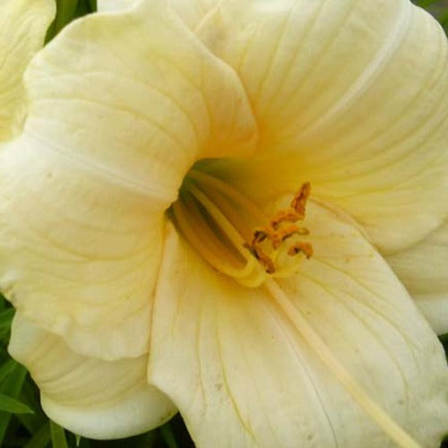 Daglelie Precious D'Oro - Willemse